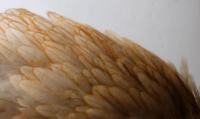 Another good hen saddle Another good hen saddle