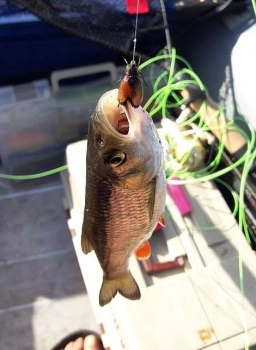 A bug catch A bug catch