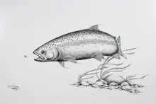 User submitted picture: This is a pen & ink rende...