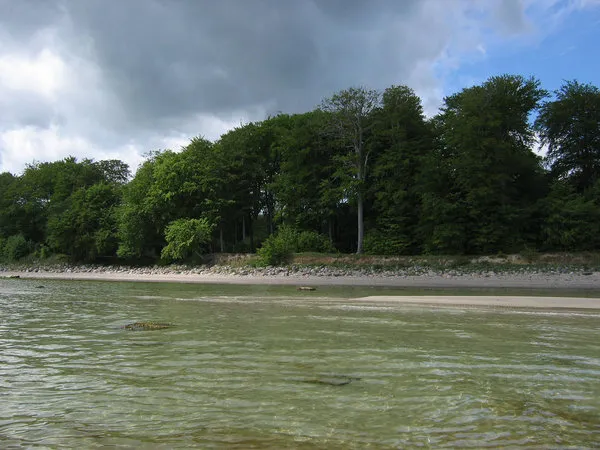 Beech trees in the backcast - If you can cast that far